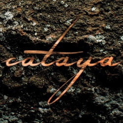 Cataya - Sukzession