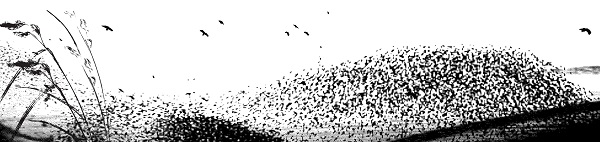 tosiro - postila - art